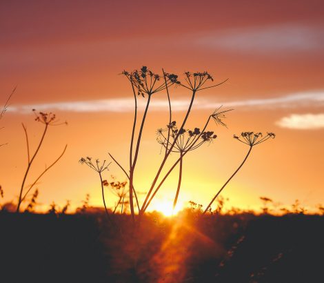 annie-spratt-JlpOF2UMsIY-unsplash